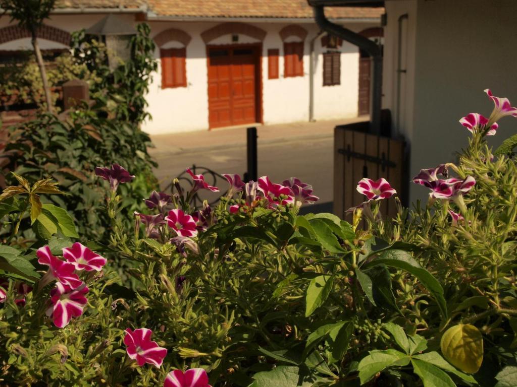 Vitenyi Pince Vendeghaz Villány Zewnętrze zdjęcie